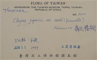 Cleyera japonica var. morii Collection Image, Figure 2, Total 3 Figures